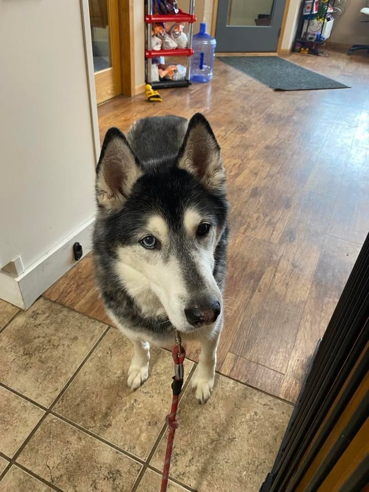 Loki, an adoptable Husky in Elbow Lake, MN, 56531 | Photo Image 5