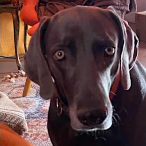 Lola