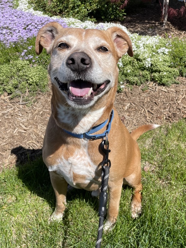 Charlie Bear