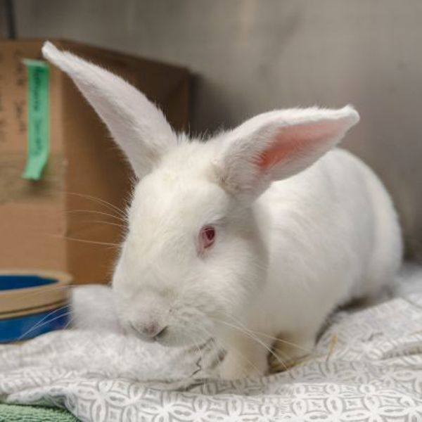 Nimbus - Waived Adoption Fee