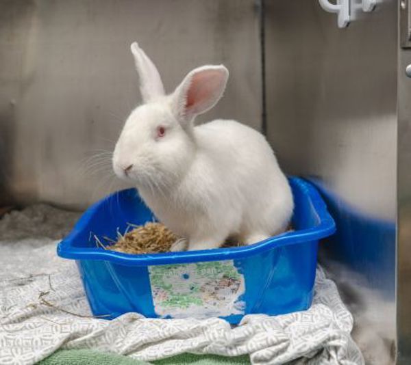 Nimbus - Waived Adoption Fee