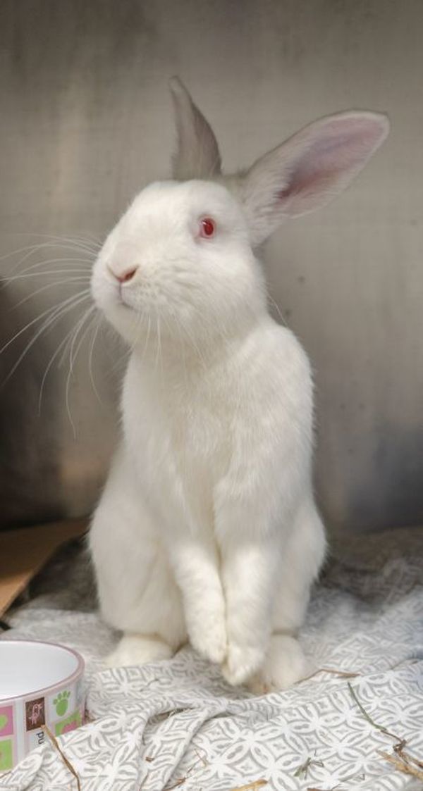 Nimbus - Waived Adoption Fee