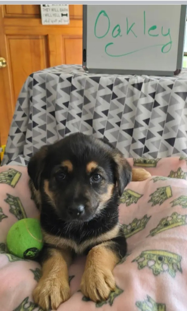 Oakley