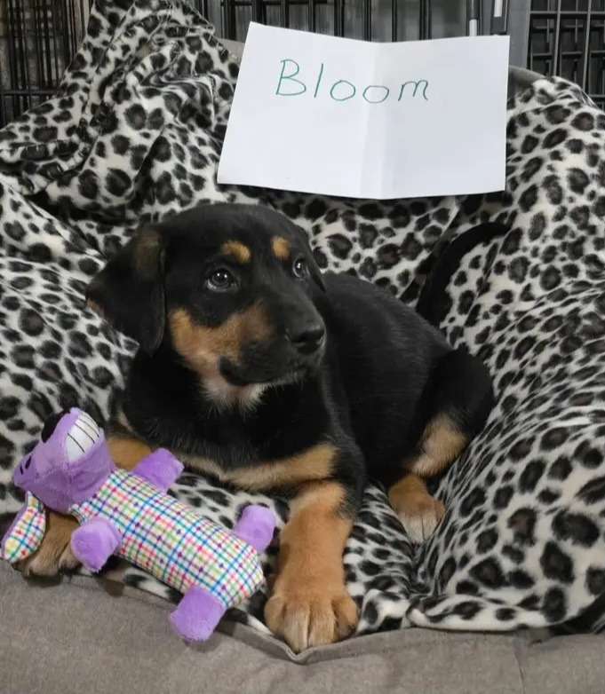 Bloom