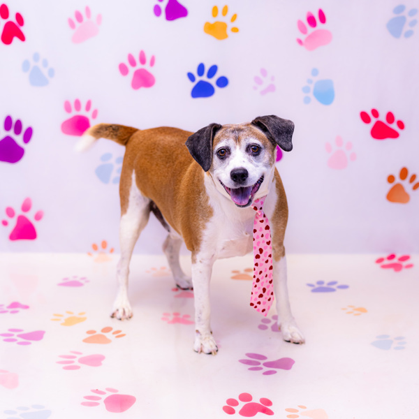 Pen 157 Ricky, an adoptable Beagle, Harrier in Lawrenceville, GA, 30045 | Photo Image 1