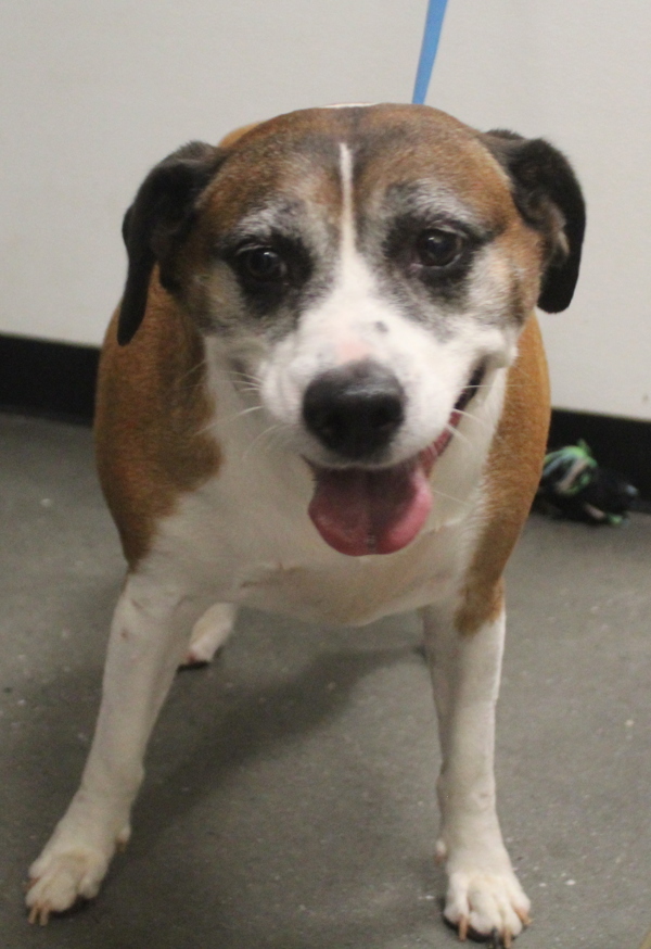 Pen 157 Ricky, an adoptable Beagle, Harrier in Lawrenceville, GA, 30045 | Photo Image 2