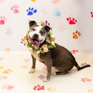 Primary Color Grey Secondary Color White Weight 55lbs Age 7yrs 2mths 1wks Animal has been Spayed