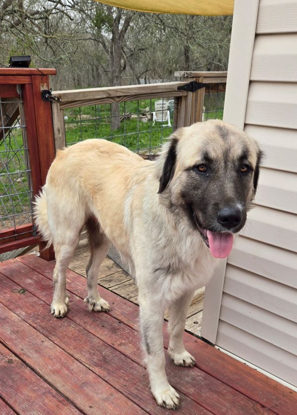Chief Thunderpaw Atx