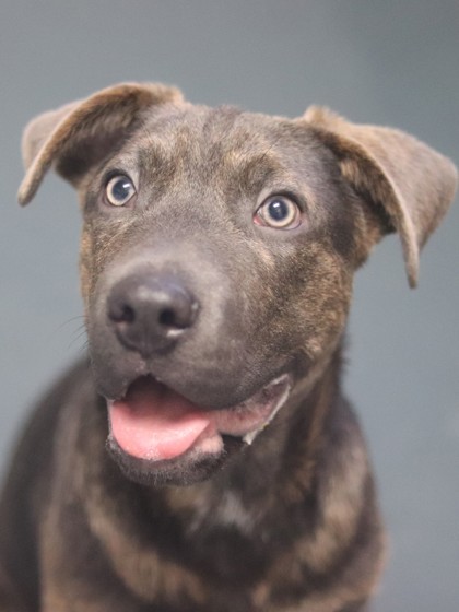 Thumper, an adoptable Mixed Breed in Walla Walla, WA, 99362 | Photo Image 1