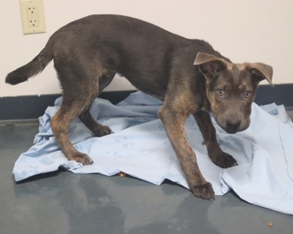 Thumper, an adoptable Mixed Breed in Walla Walla, WA, 99362 | Photo Image 2
