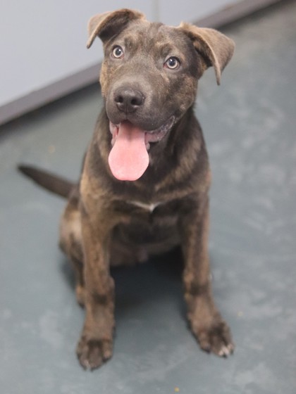 Thumper, an adoptable Mixed Breed in Walla Walla, WA, 99362 | Photo Image 3