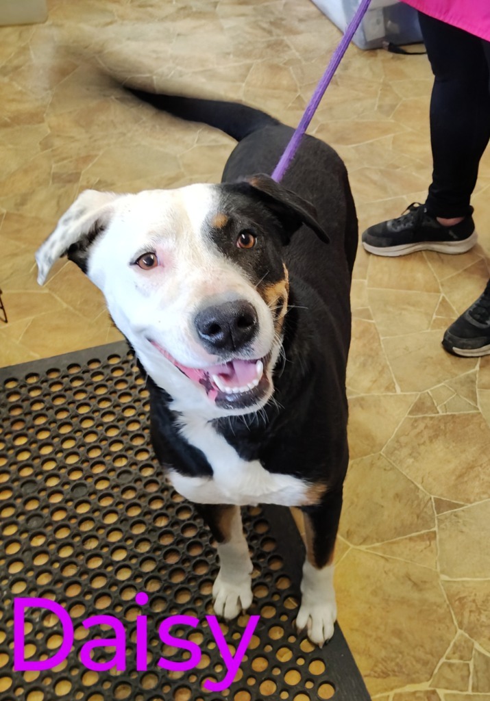 Daisy, an adoptable Pit Bull Terrier, Entlebucher in Mena, AR, 71953 | Photo Image 1