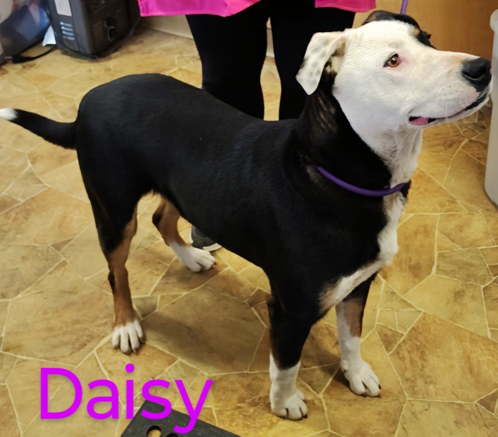 Daisy, an adoptable Pit Bull Terrier, Entlebucher in Mena, AR, 71953 | Photo Image 2