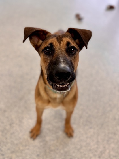 Tina (in foster)