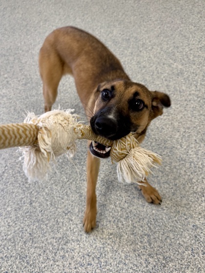 Tina (in foster) 3