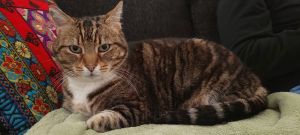 Pickle, Senior Female Tabby