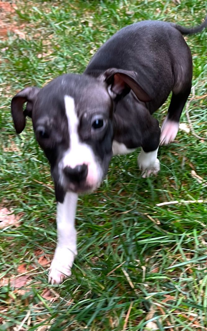 Violet *foster home needed*