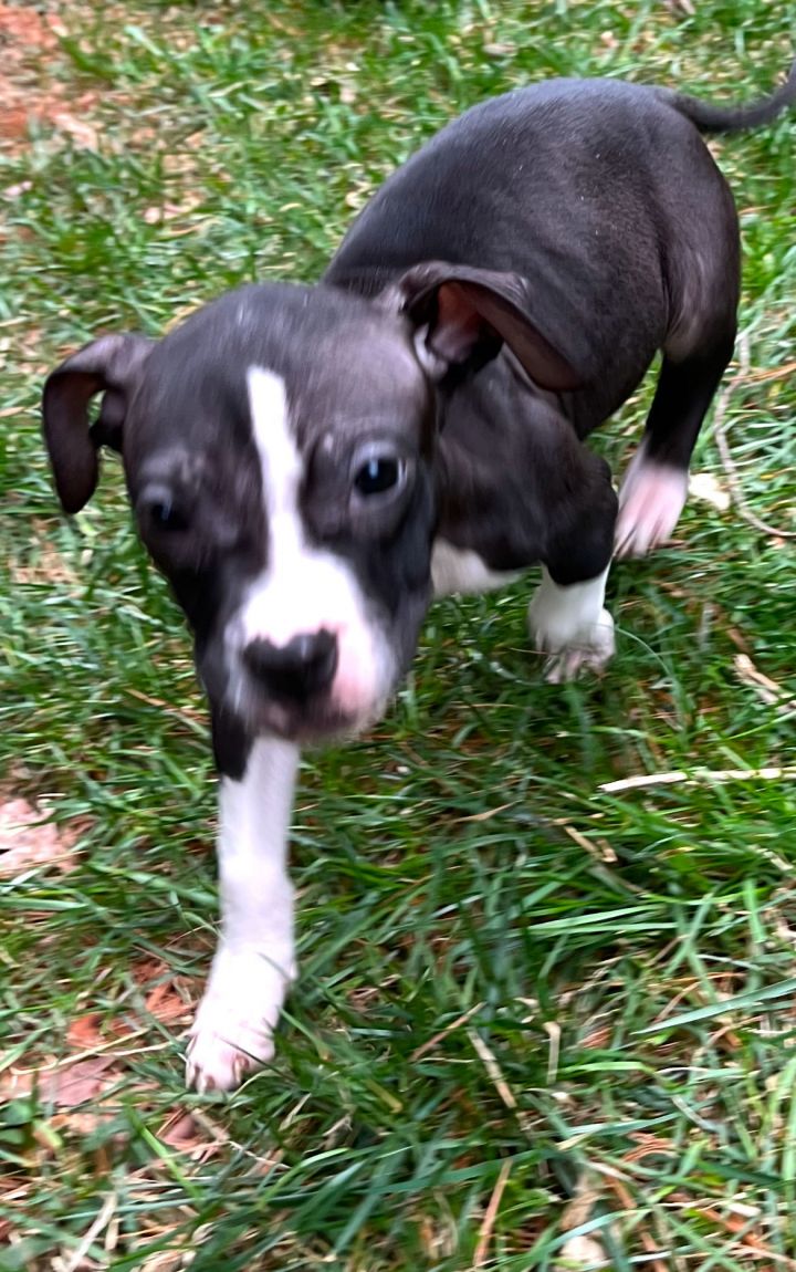 Violet *foster home needed* 1