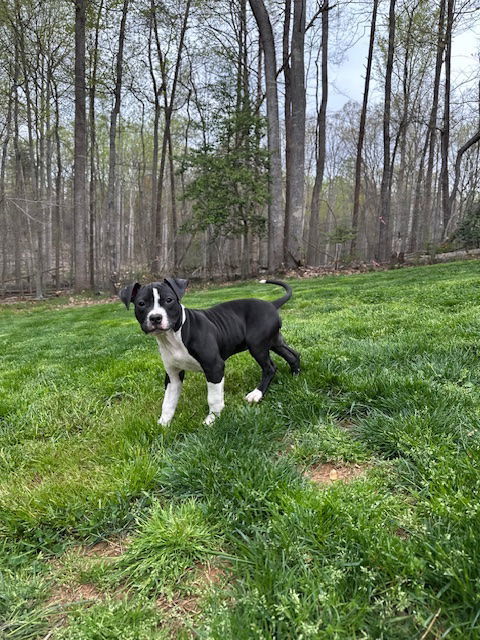 Violet *foster home needed* 2