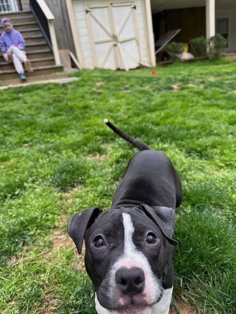 Violet *foster home needed* 3
