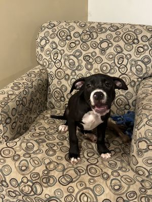 Zinni *foster home needed*