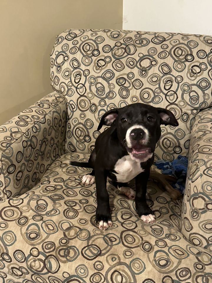 Zinni *foster home needed* 1