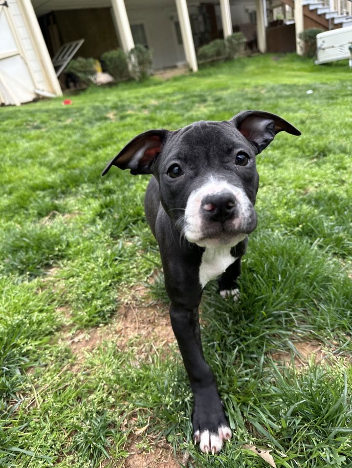 Zinni *foster home needed* 2