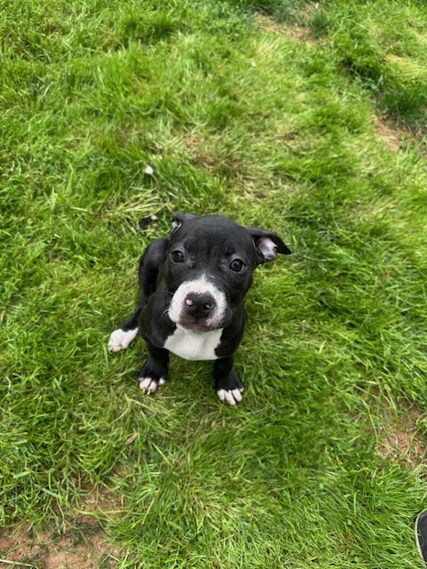 Zinni *foster home needed* 3