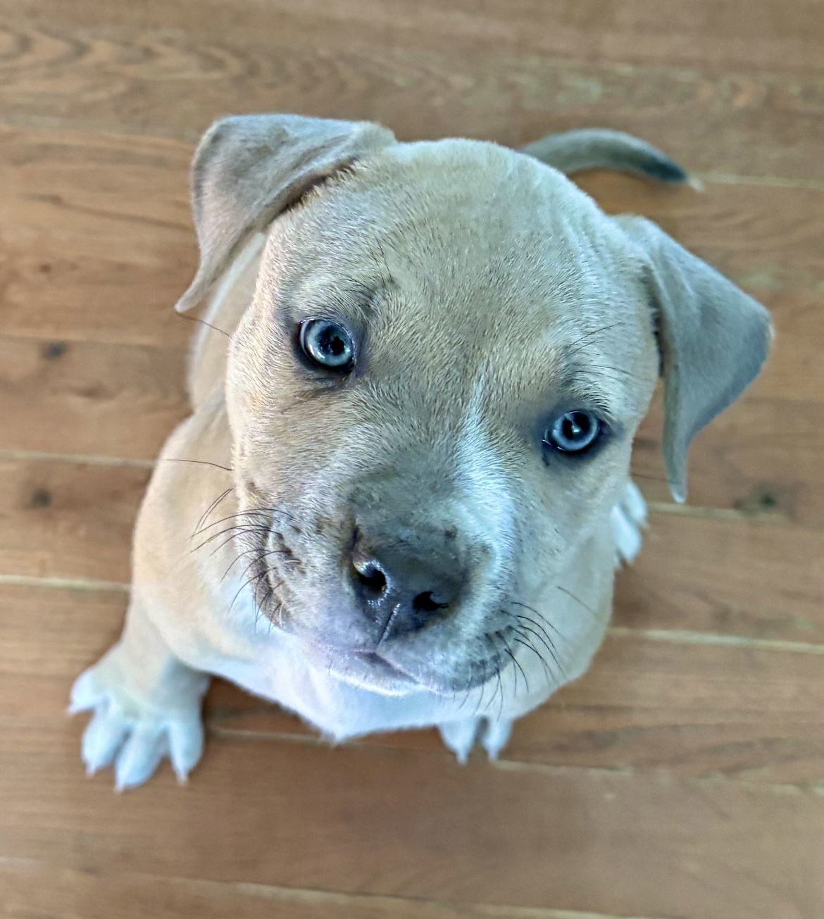 Bean (FTF- Albany County Only), an adoptable Mixed Breed in Laramie, WY, 82073 | Photo Image 1