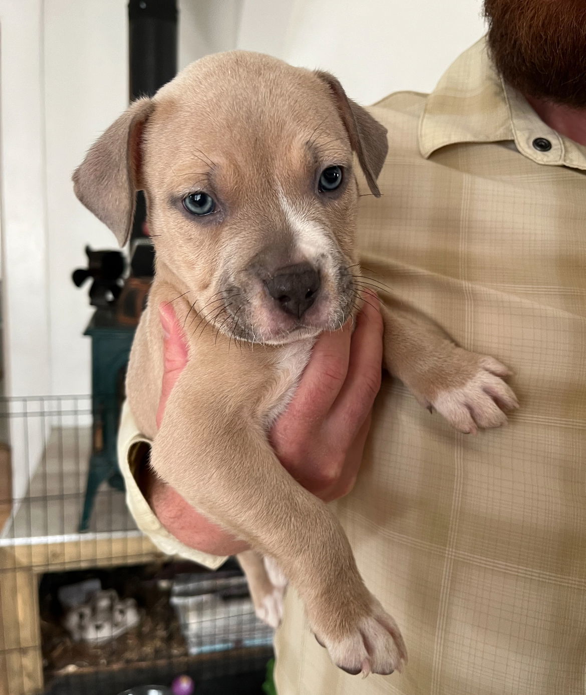 Bean (FTF- Albany County Only), an adoptable Mixed Breed in Laramie, WY, 82073 | Photo Image 2