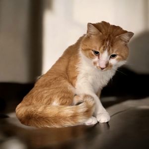 Mr. Biscuits, Young Male Domestic Short Hair