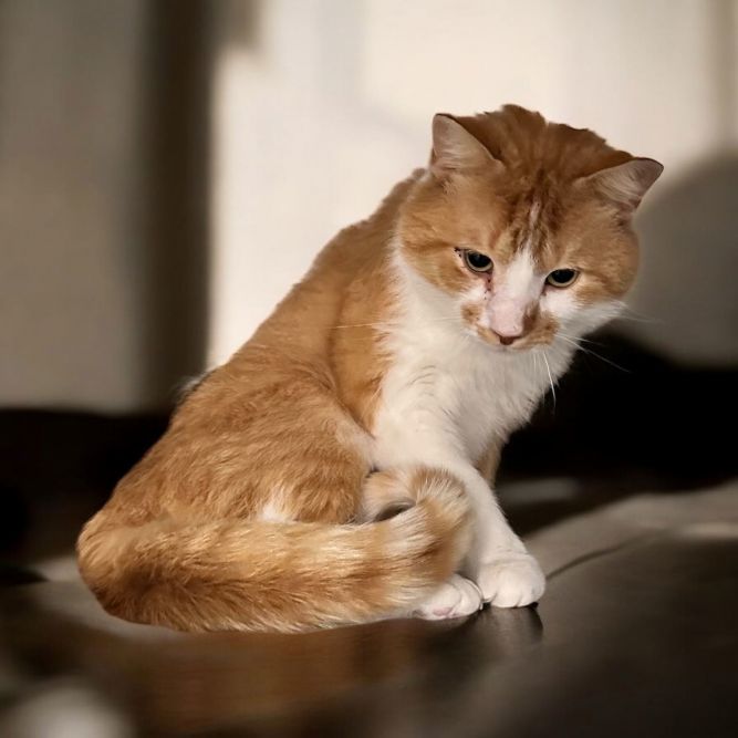 Mr. Biscuits