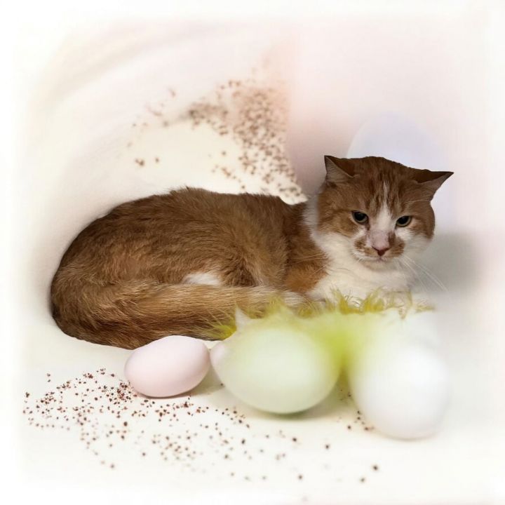 Mr. Biscuits 2