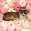 Mr. Biscuits photo 3