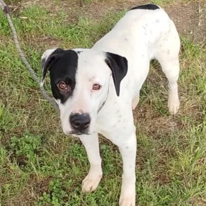 Skippy D46340 1