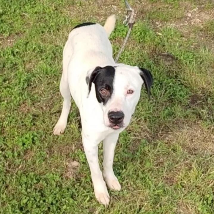 Skippy D46340 2