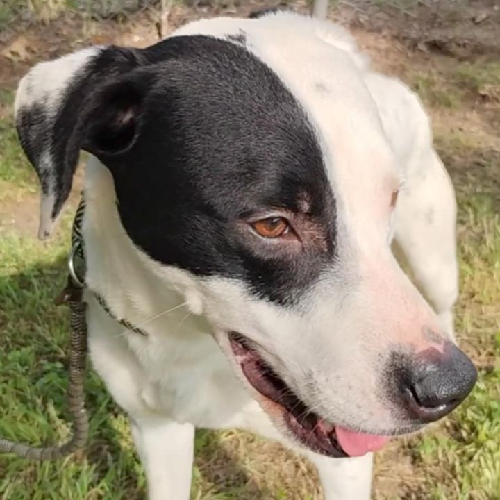 Skippy D46340 3