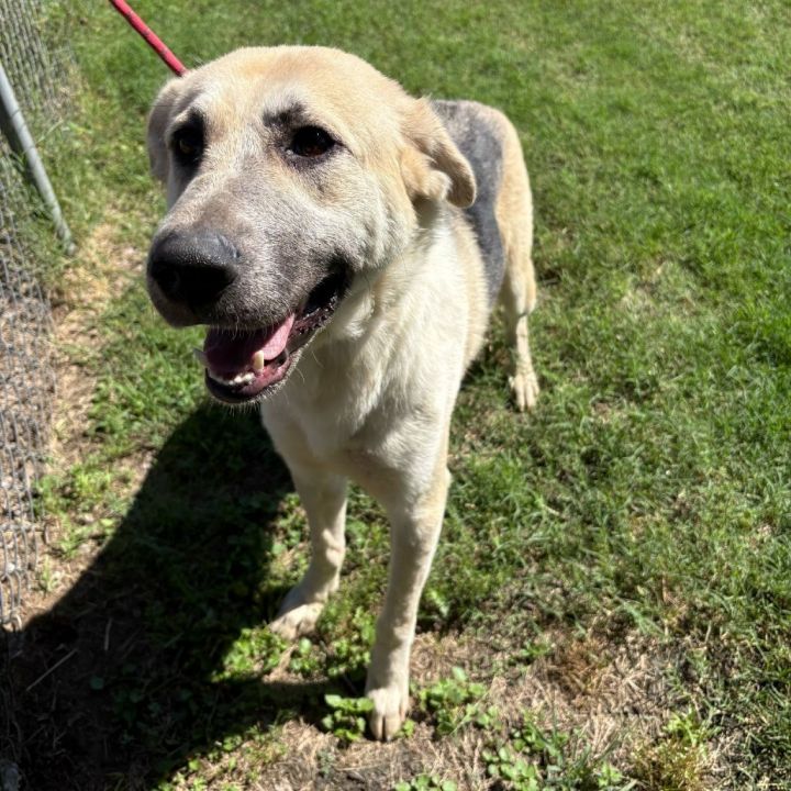 Lolita D45389 1