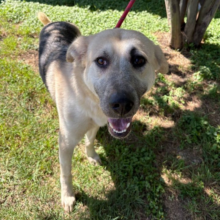 Lolita D45389 2
