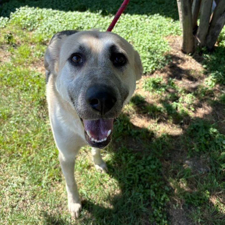 Lolita D45389 3