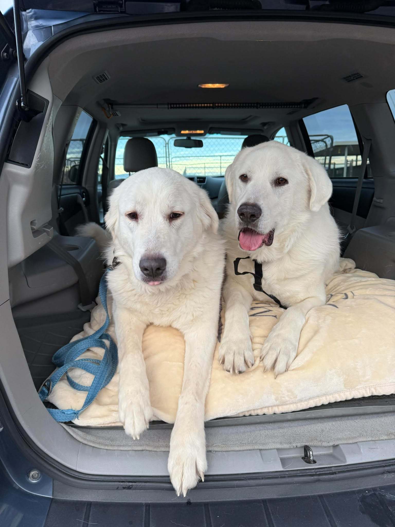 Darby, an adoptable Great Pyrenees, Akbash in Bountiful, UT, 84010 | Photo Image 1