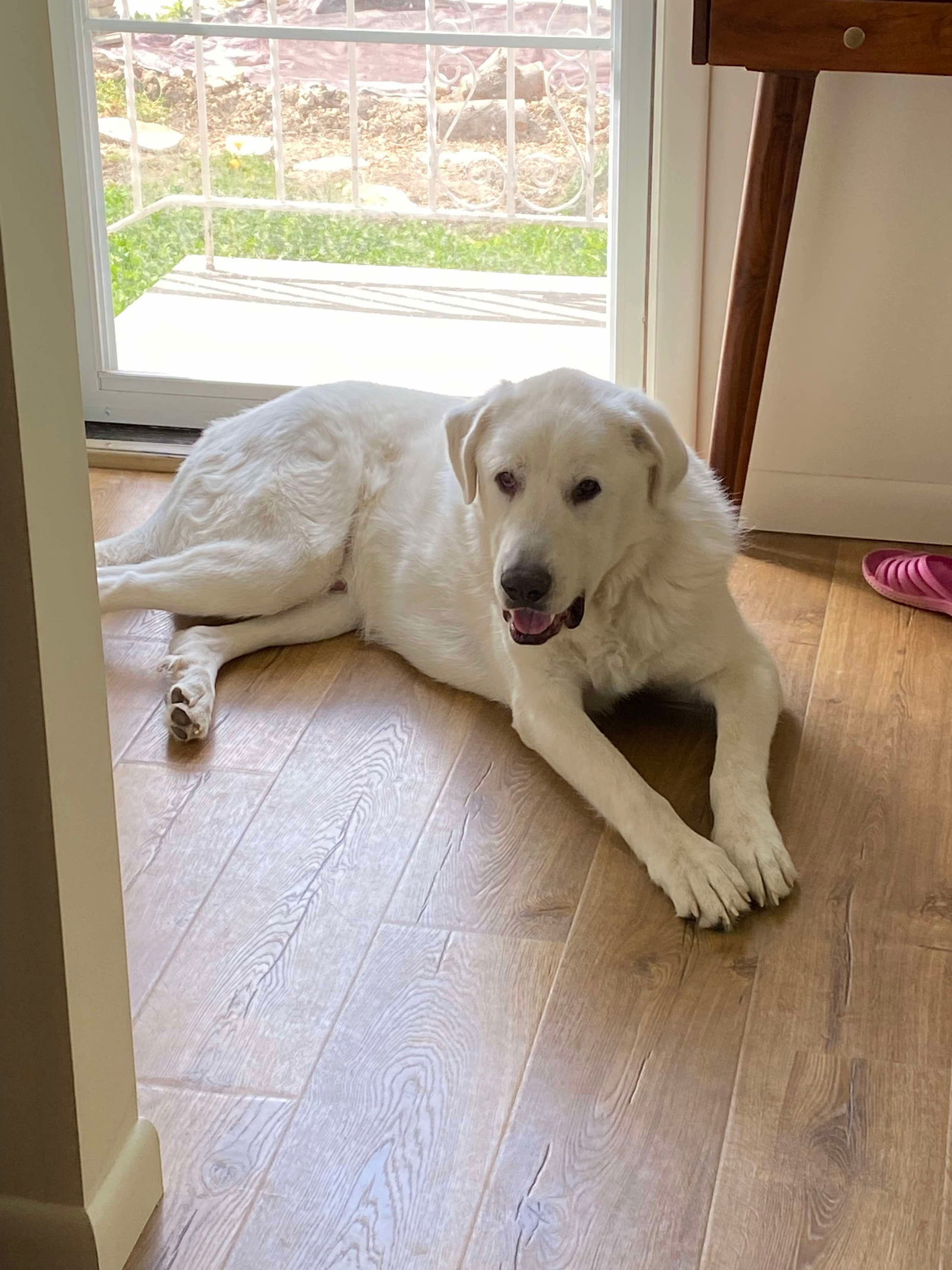 Darby, an adoptable Great Pyrenees, Akbash in Bountiful, UT, 84010 | Photo Image 1