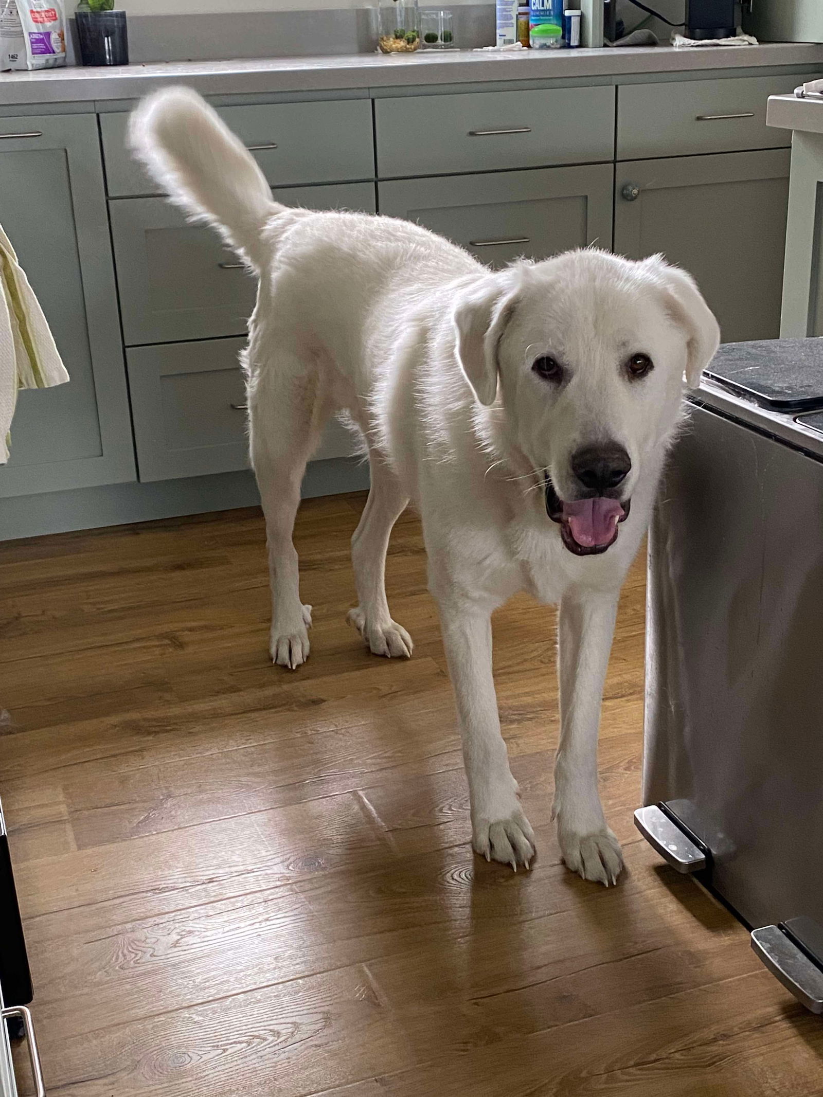 Darby, an adoptable Great Pyrenees, Akbash in Bountiful, UT, 84010 | Photo Image 2