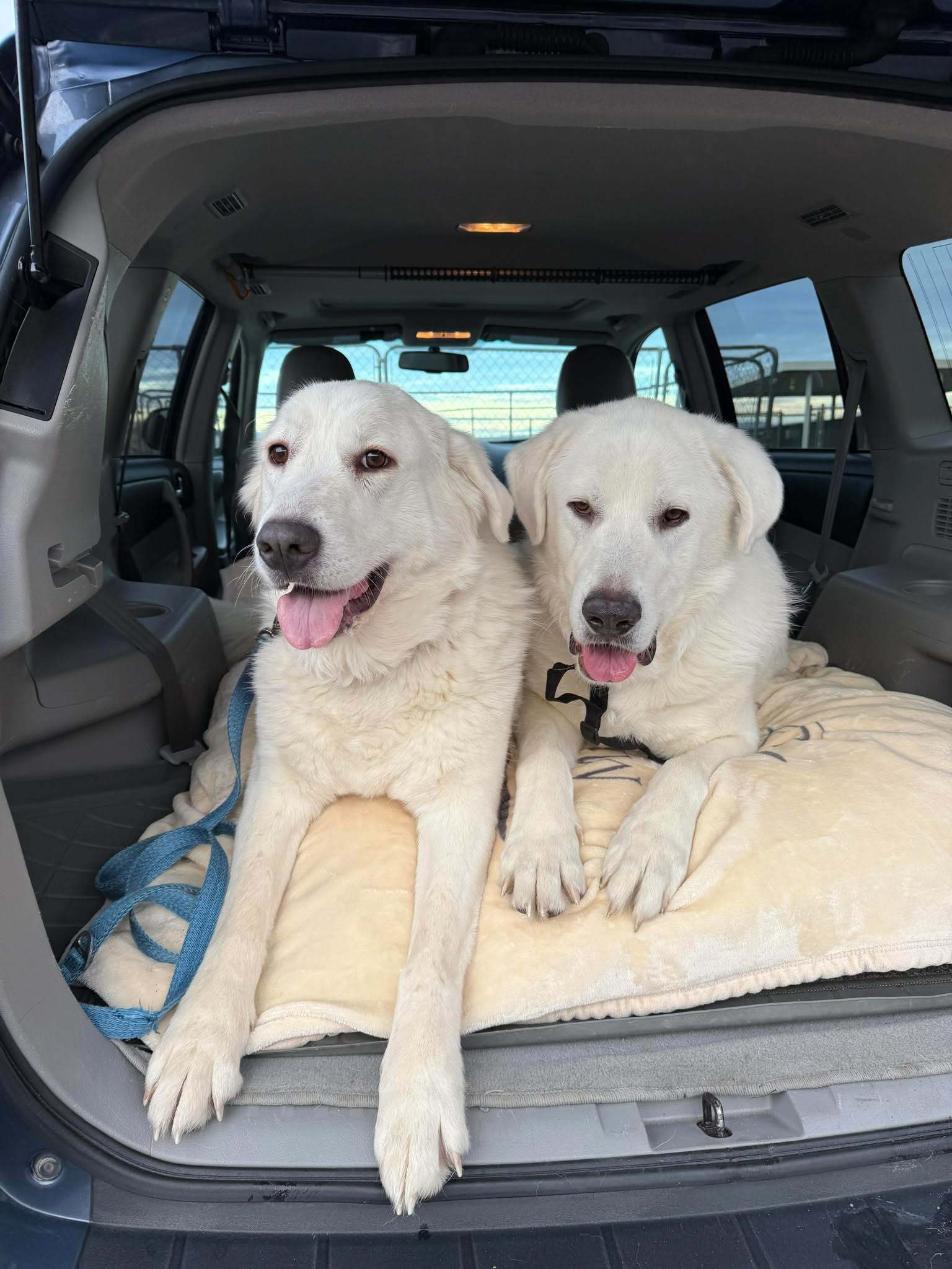 Delilah, an adoptable Great Pyrenees, Akbash in Bountiful, UT, 84010 | Photo Image 1