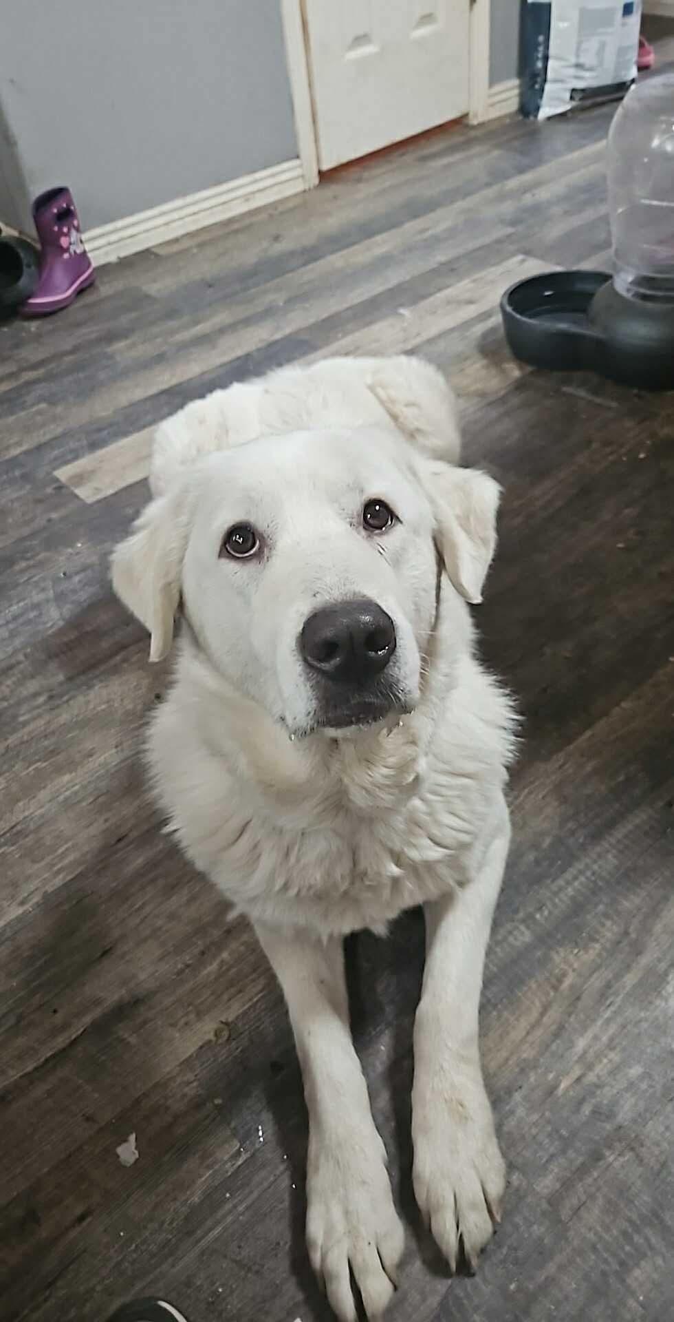 Delilah, an adoptable Great Pyrenees, Akbash in Bountiful, UT, 84010 | Photo Image 1