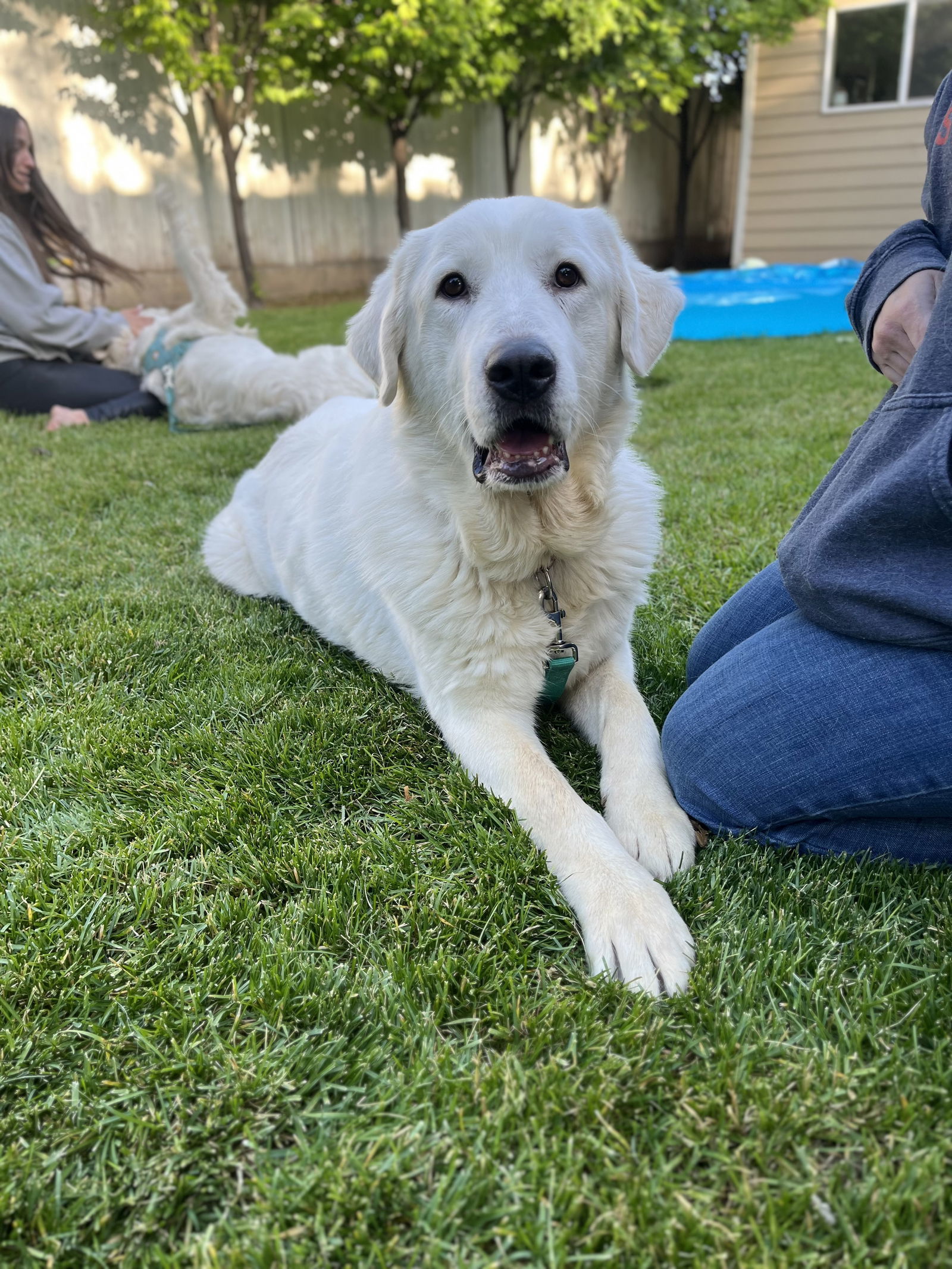 Delilah, an adoptable Great Pyrenees, Akbash in Bountiful, UT, 84010 | Photo Image 2