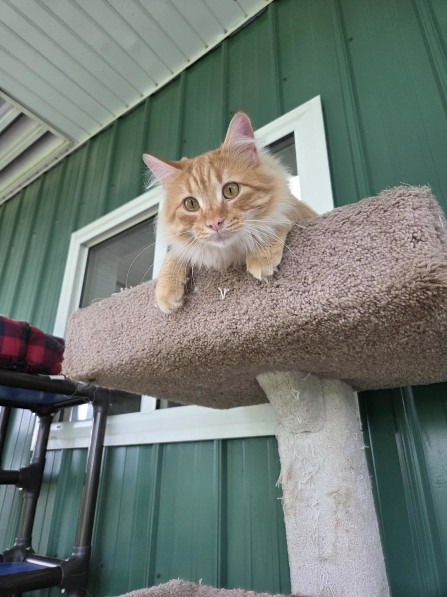 Mr. Kringle