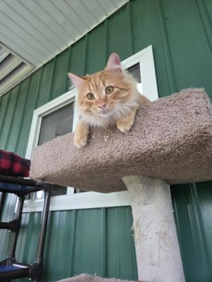 Mr. Kringle, Adult Male Domestic Long Hair