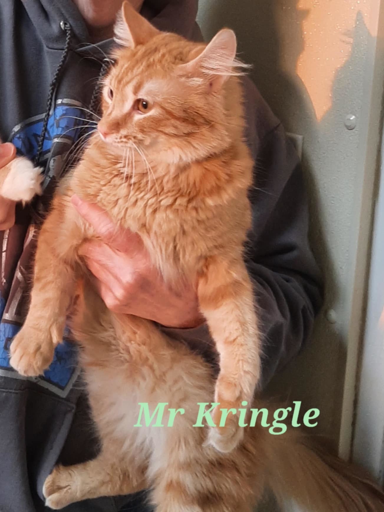 Mr. Kringle