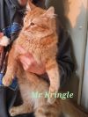 Mr. Kringle photo 3